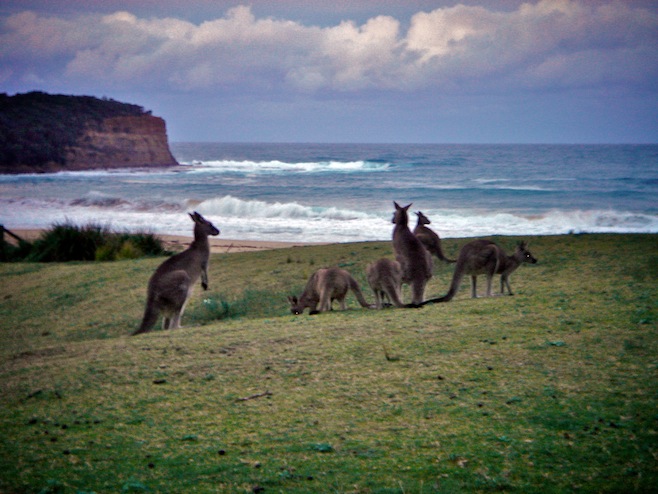 Pebbly Beach Roos